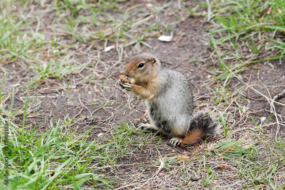 Arctic ground squirrel Arctic ground squirrel