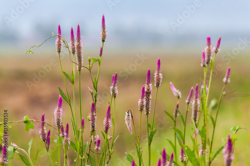 Pink flower Obedient Plant alike or better known as Physostegia Virginiana for blur background