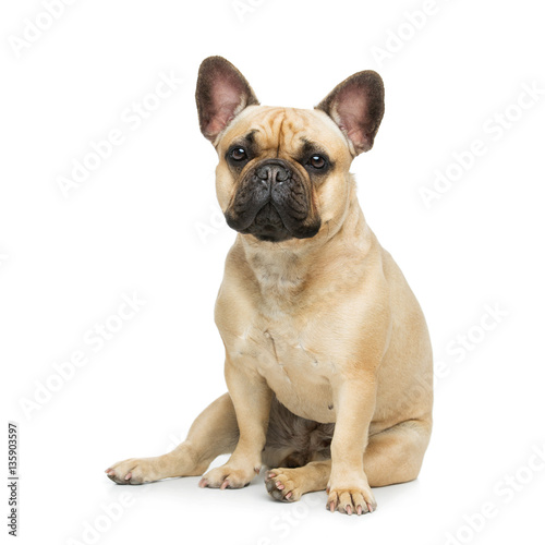 Fototapeta Naklejka Na Ścianę i Meble -  Beautiful french bulldog dog