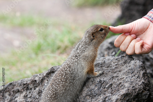 Arctic ground squirrel 