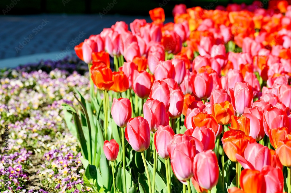 Obraz premium Tulpen in verschiedenen Rottönen im Park