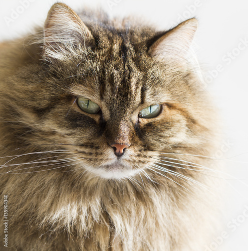 furry cat of siberian breed, brown mackerel version
