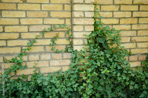 cracked concrete vintage brick wall with grass © klyuchinskaya