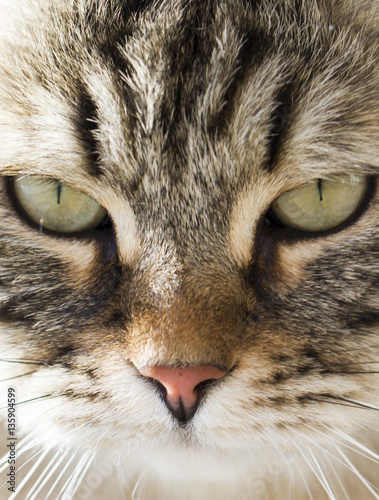 foreground of a brown tabby siberian cat