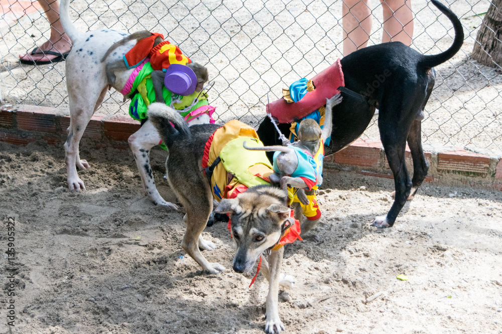 dog race moment - monkey riding dogs for entertaining
