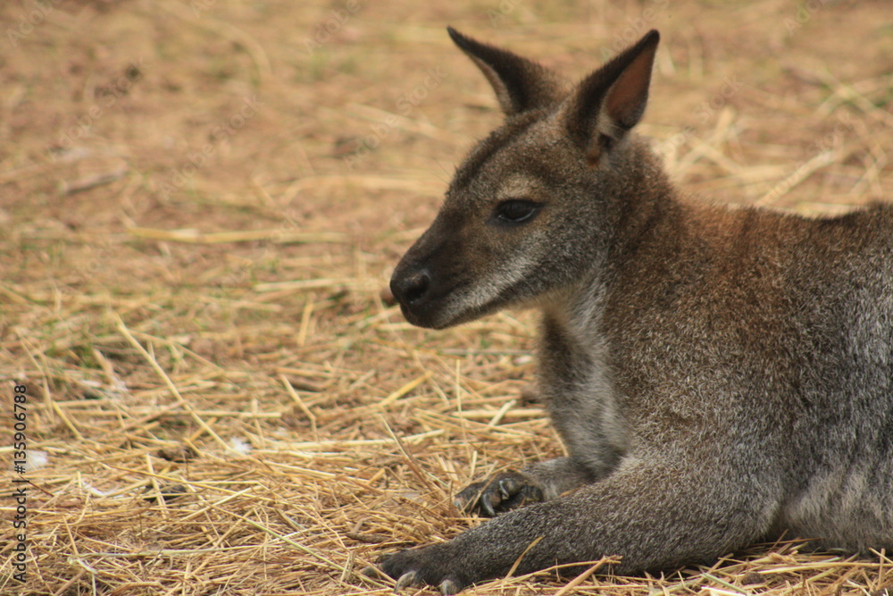 Känguru Junges Portrait