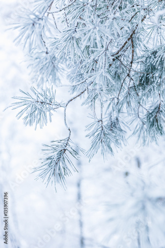 Coniferous branches covered with hoarfrost. Shallow depth of field.
