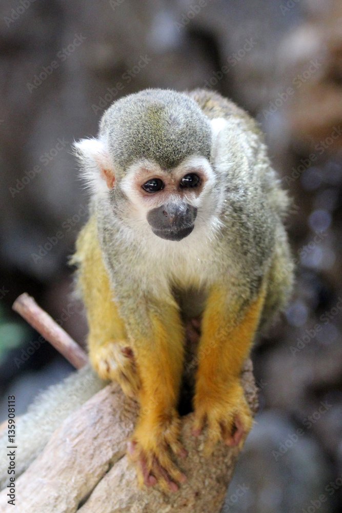 TIERE_2059_Affe_gewoehnliches_Totenkopfaeffchen