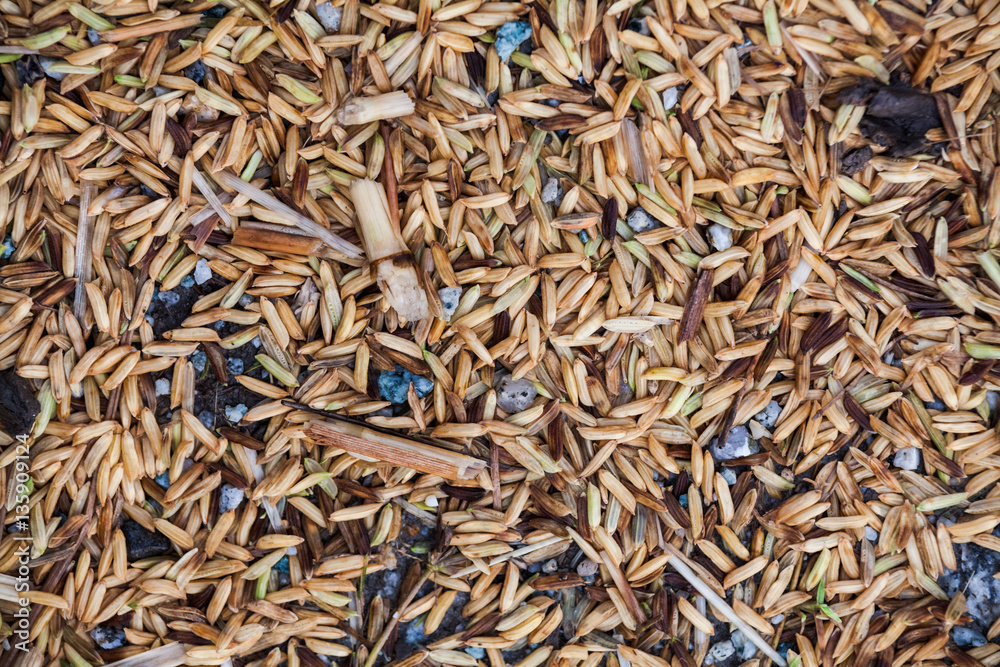 Close up view of rice texture on ground before peeling and polishing