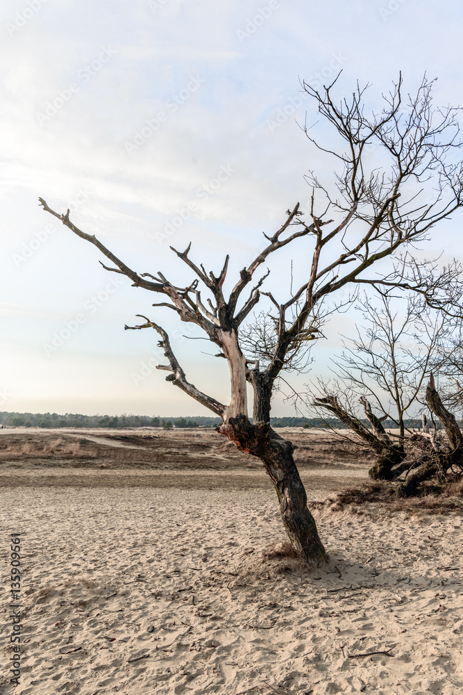 Bare trees and bushes in dunes of drifting sands Bare trees and bushes in dunes of drifting sands