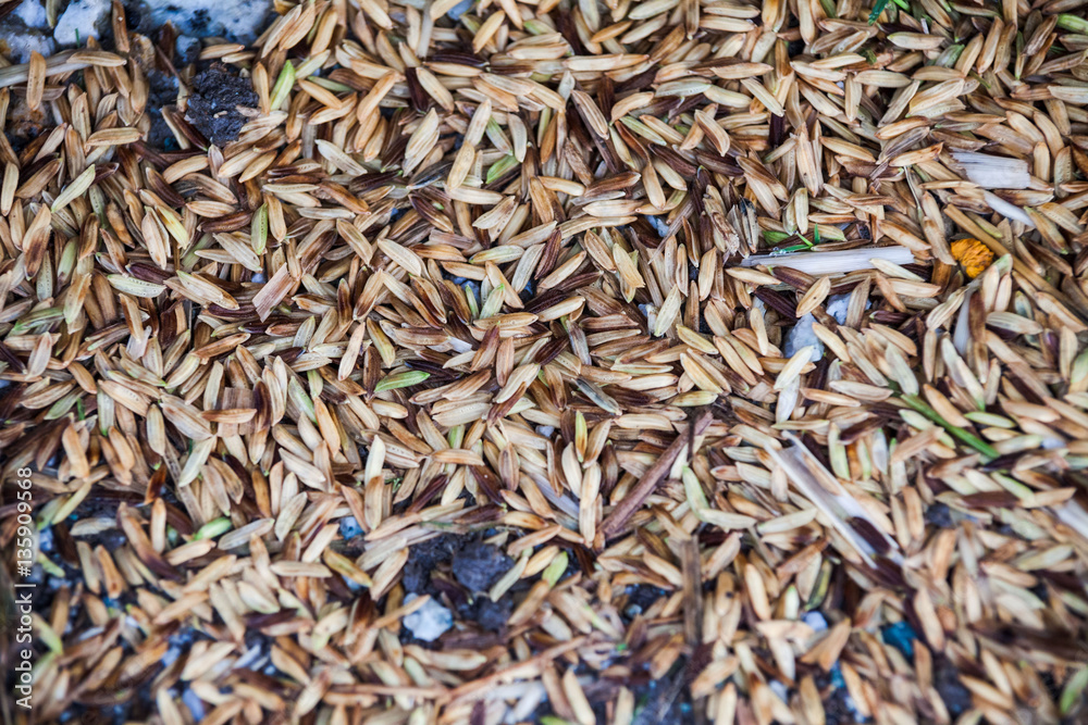 Close up view of rice texture on ground before peeling and polishing