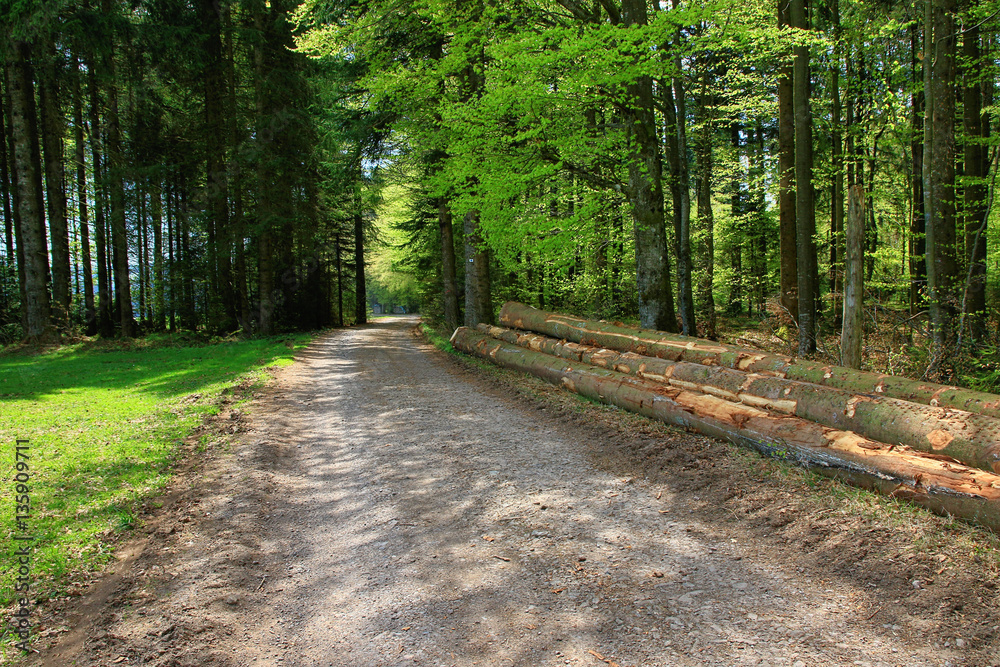 Fototapeta premium beautiful landscape in the Black Forest in Germany