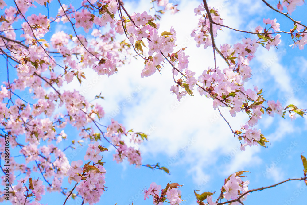 青空と桜 青空と桜