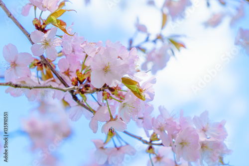青空と桜