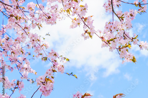 青空と桜 © maskin