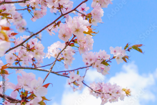 青空と桜