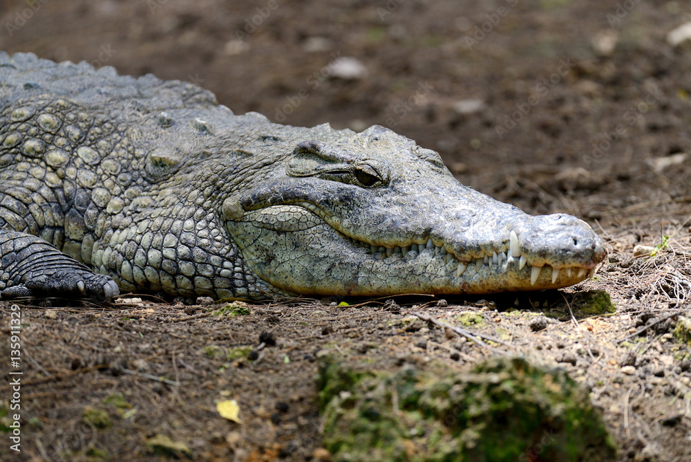 Crocodile in National park of Kenya, Africa Crocodile in National park of Kenya, Africa