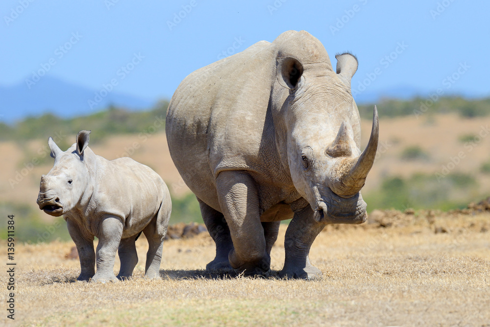 Obraz premium Afrykański nosorożec biały