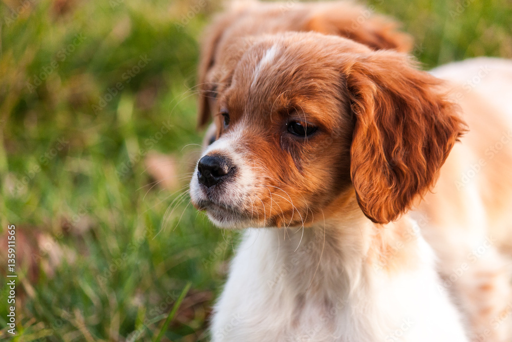 Obraz premium Epagneul Breton puppy