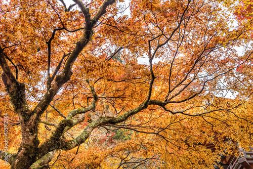 Japanese maple in autumn season, Nara Japan.