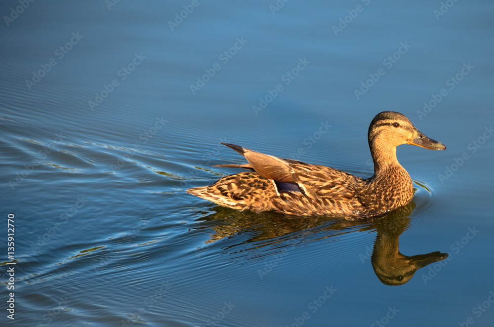 Female mallard duck swimming across still lake with reflection in the water Female mallard duck swimming across still lake with reflection in the water