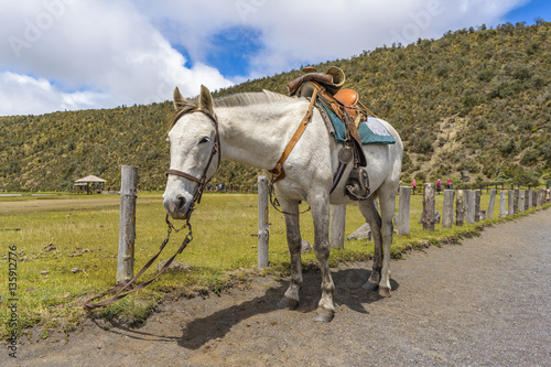 White Horse Tied Up at Cotopaxi National Park Ecuador