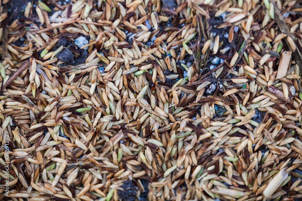 Close up view of rice texture on ground before peeling and polishing