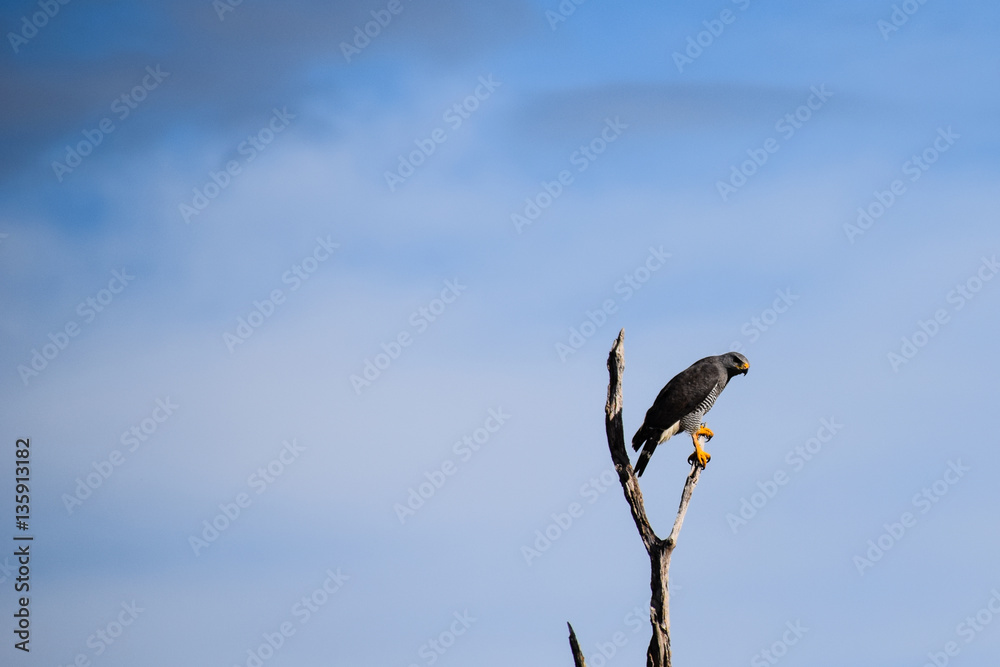 Barred hawk perched on a tree branch, Guanacaste, Costa Rica Barred hawk perched on a tree branch, Guanacaste, Costa Rica