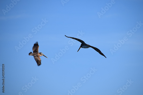 Pelicans in flight, Guanacaste, Costa Rica