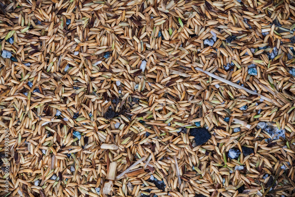 Close up view of rice texture on ground before peeling and polishing Close up view of rice texture on ground before peeling and polishing