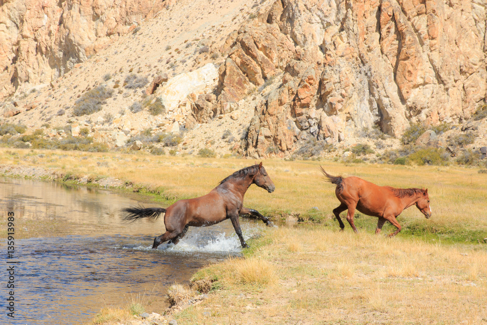 Fototapeta premium Horsing around