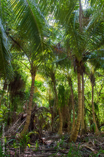 Coconut palm forest  Hanimaadhoo  Maldives