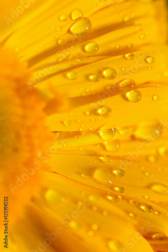Macro water texture on yellow daisy flower surface in vertical frame