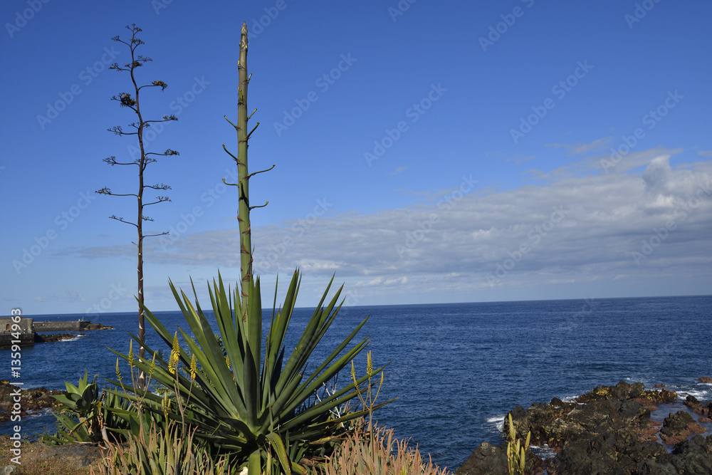 Agave inflorescence (Agave americana) Agave inflorescence (Agave americana)