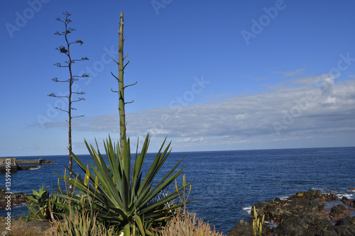 Billede på lærred Agave inflorescence (Agave americana)