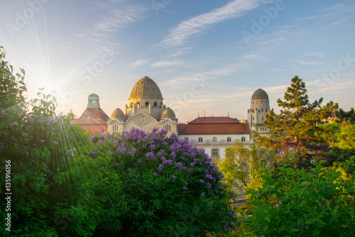 Spring in city of Budapest with blooming lilac photo