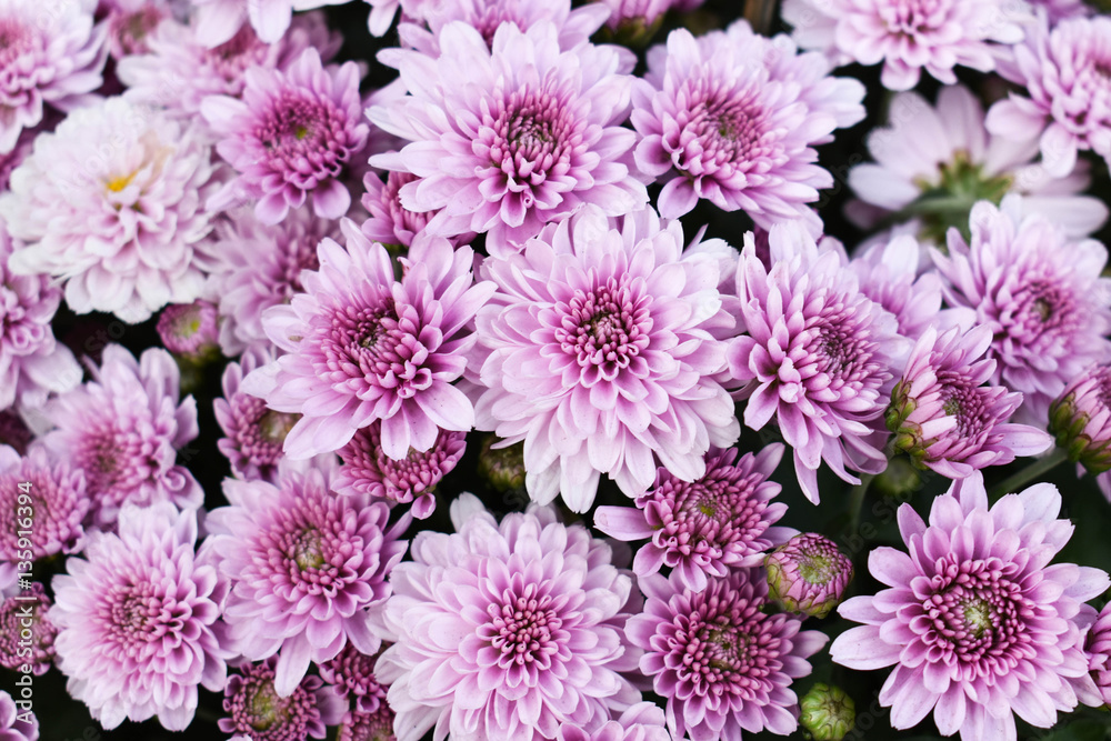 Cluster of purple Chrysanthemum Cluster of purple Chrysanthemum