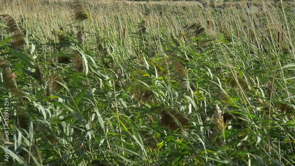 Cane thickets shaken by the wind in slow motion Cane thickets shaken by the wind in slow motion