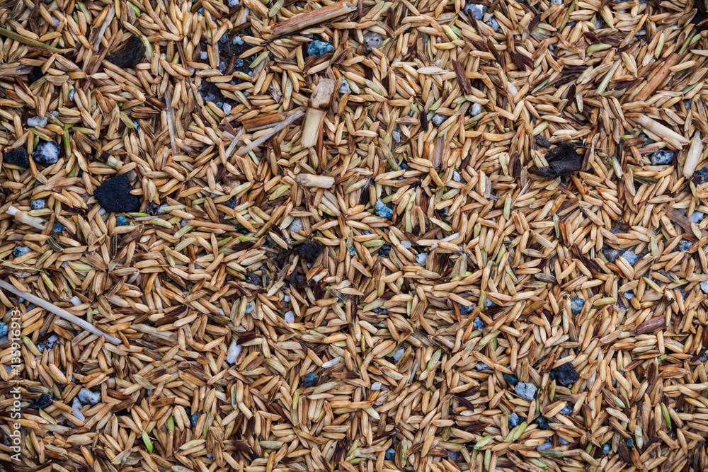 Close up view of rice texture on ground before peeling and polishing Close up view of rice texture on ground before peeling and polishing