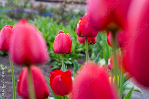 Tulips in spring colourful tulip