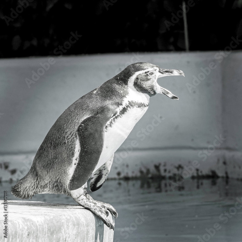 peguin monochrom - screaming photo