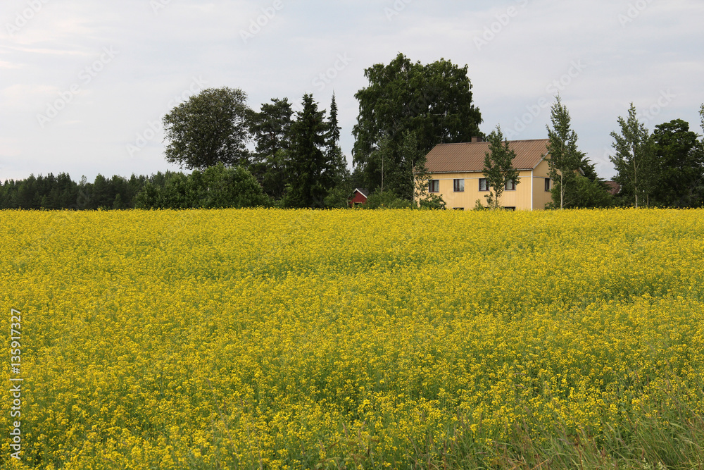 Wooden house in the countryside on nature Wooden house in the countryside on nature