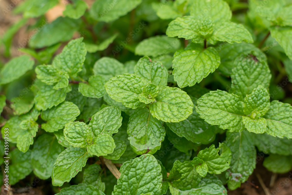 Green peppermint leaves