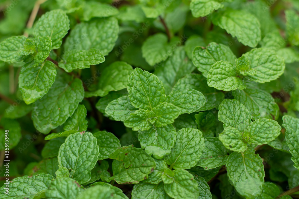 Green peppermint leaves Green peppermint leaves