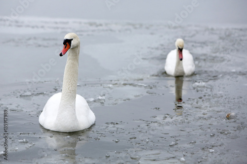 Two swans on frozen lake