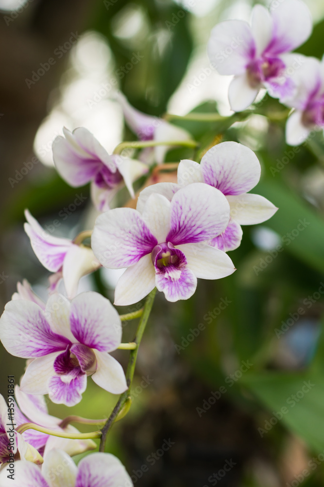 Purple, pink branch orchid flowers, Orchidaceae, Phalaenopsis Purple, pink branch orchid flowers, Orchidaceae, Phalaenopsis