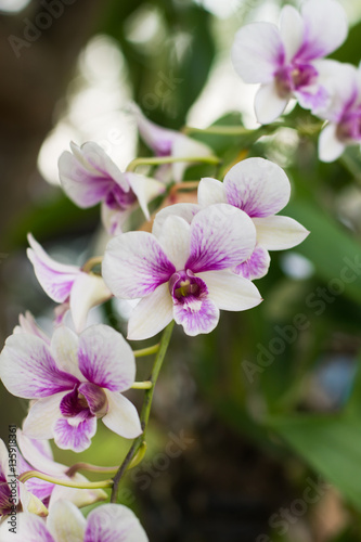 Purple  pink branch orchid flowers  Orchidaceae  Phalaenopsis