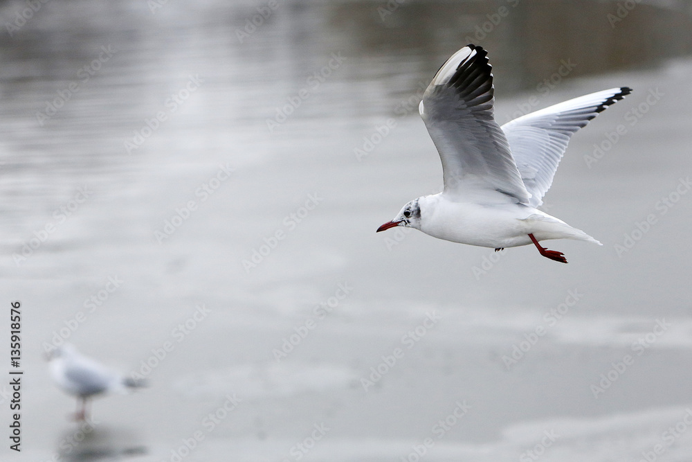 Fototapeta premium Seagull on frozen lake