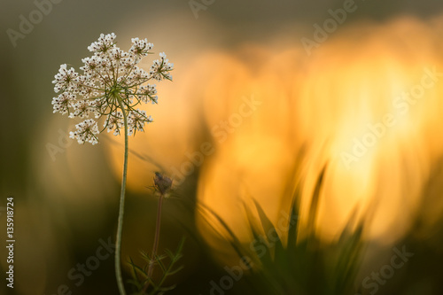 Flower at sunrise photo