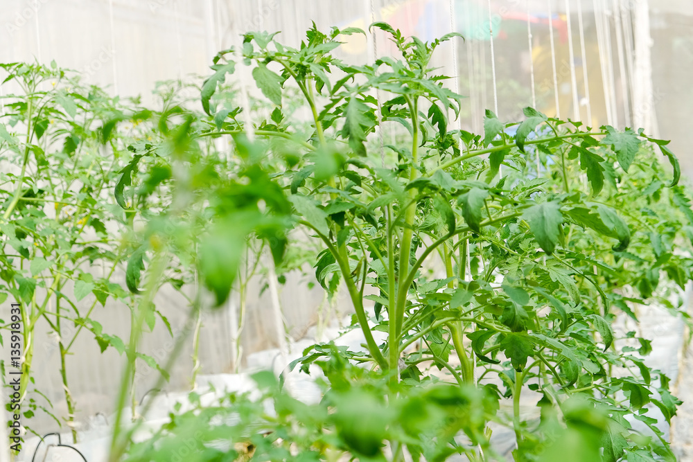 Plant nursery of organic vegetable Plant nursery of organic vegetable